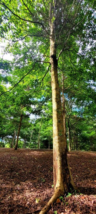 Hospedaje Finca Agroturistica Dona Rufa Rio Sereno Eksteriør billede